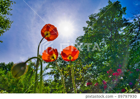 Poppy and the sun Poppy and the sun 89797930