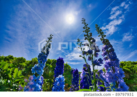 Ashikaga flower park scenery Ashikaga flower park scenery 89797931