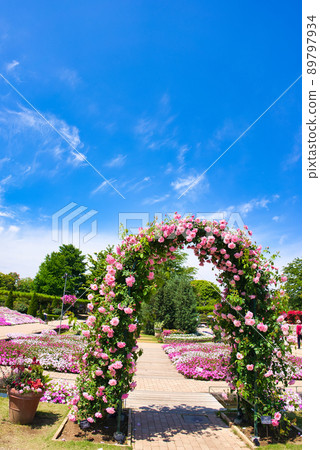 Roses arch 89797934