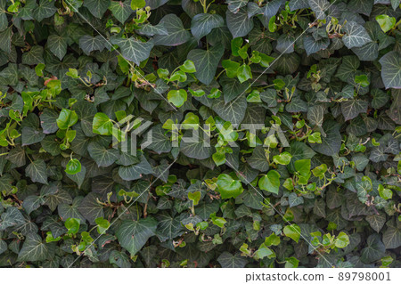 Green English common ivy or hedera helix on fence. Greenery background Green English common ivy or hedera helix on fence. Greenery background 89798001