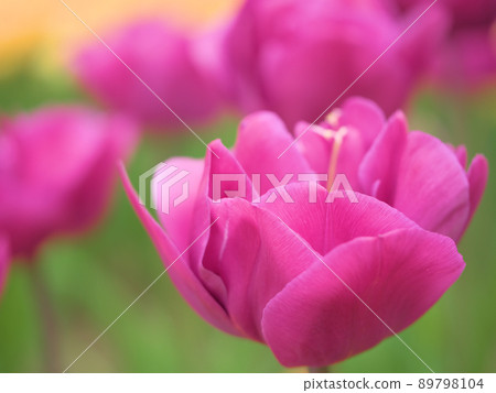 Tulip flower "backpacker" 89798104