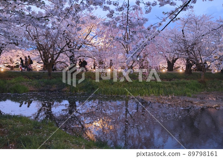 Nishimochi scenery in the evening (Hirosaki Cherry Blossom Festival) 89798161