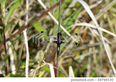 Libellula angelina 成熟個體 Libellula angelina 成熟個體 89798530