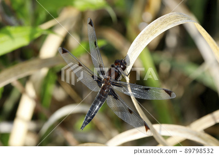 Libellula angelina 成熟個體 Libellula angelina 成熟個體 89798532