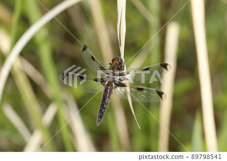 Libellula angelina 成熟個體 Libellula angelina 成熟個體 89798541