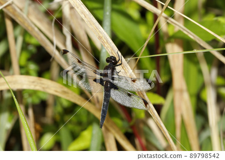 Libellula angelina 成熟個體 Libellula angelina 成熟個體 89798542
