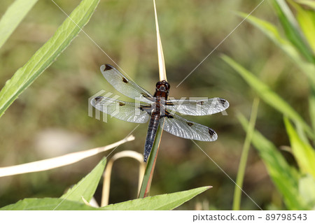 Libellula angelina 成熟個體 89798543