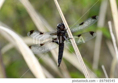 Libellula angelina mature individual 89798545