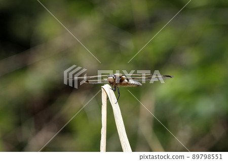 Libellula angelina 成熟個體 Libellula angelina 成熟個體 89798551