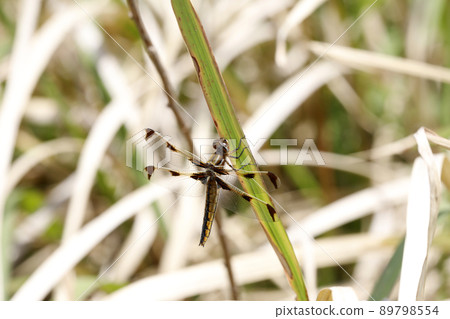 Libellula angelina 成熟個體 Libellula angelina 成熟個體 89798554
