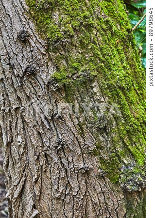 Tree trunk in a forest 89798645