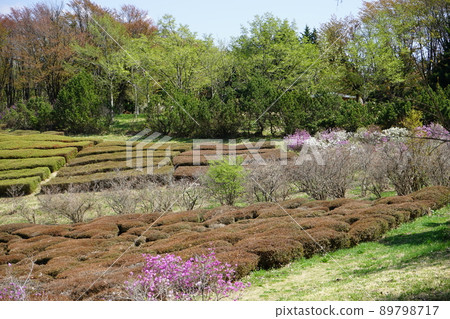 春天森林公園 親合之森 春天森林公園 親合之森 89798717
