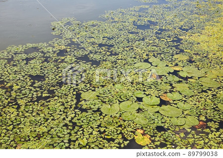 Water surface with plants 89799038