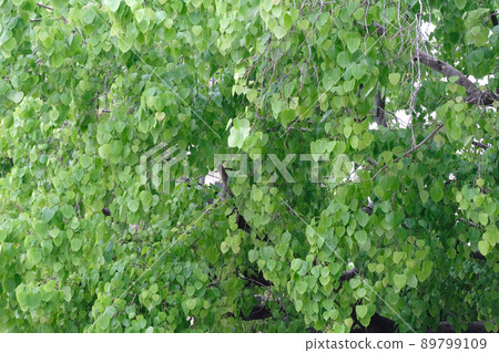 soft focus, green leaf background soft focus, green leaf background 89799109