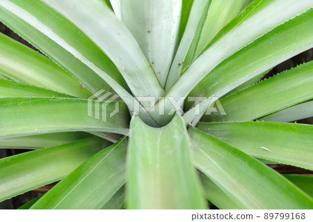 top view of pineapple tree 89799168