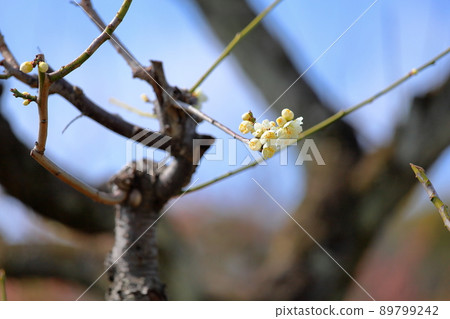 White flower flowers White flower flowers 89799242