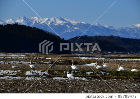 Swan Swan 89799472