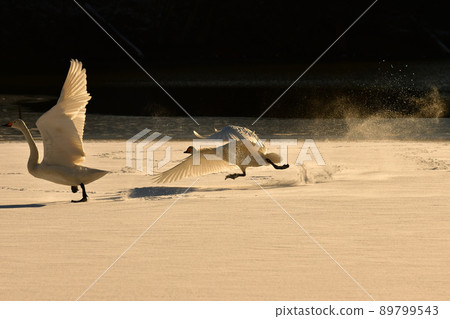 Swan in Oike 89799543