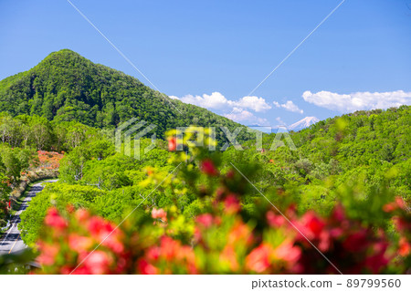 新鮮的綠色、杜鵑花和富士山 89799560
