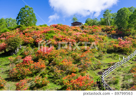 Miharuyama in full bloom of azaleas Miharuyama in full bloom of azaleas 89799563