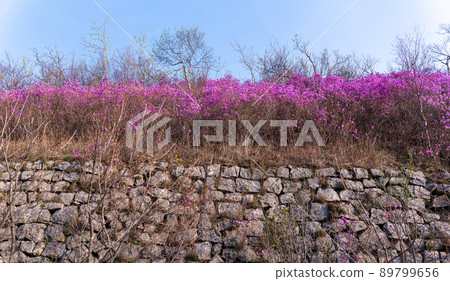 Flowers of Rhododendron dauricum. popular names rosemary, maralnik. Russia. Vladivostok. Russian island 89799656