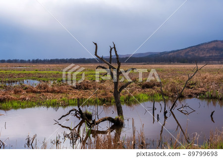 Landscape with lonely tree in the water Landscape with lonely tree in the water 89799698