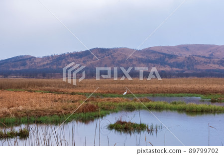 A great heron hunts in the morning foggy swamp. Beautiful landscape 89799702