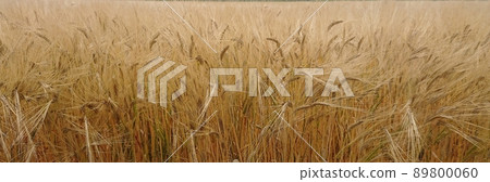 Fruitful barley wide size panorama Fruitful barley wide size panorama 89800060