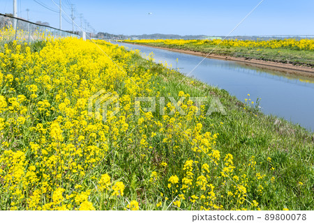 盛開的油菜花河床 盛開的油菜花河床 89800078