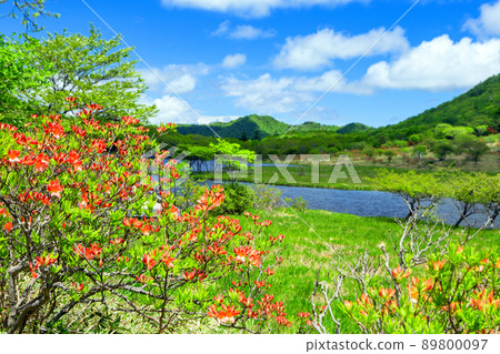 Azalea blooming rush Azalea blooming rush 89800097