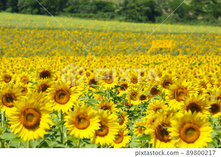Hokuryu Town, Hokkaido in the summer, a vast sunflower field 89800217
