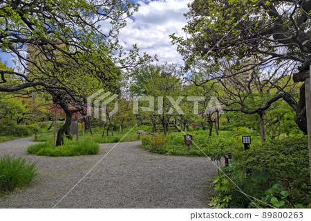 向島百花園，東向島，墨田區，東京，東京都立庭園，大量栽培的藥草，池泉，園寺大廈，石碑 89800263