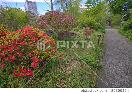 向島百花園，東向島，墨田區，東京，東京都立庭園，大量栽培的藥草，池泉，園寺大廈，石碑 89800334