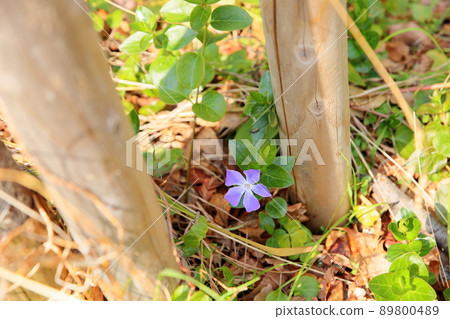 Flowers of Turnishitis Flowers of Turnishitis 89800489