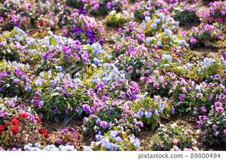 Viola flowers 89800494