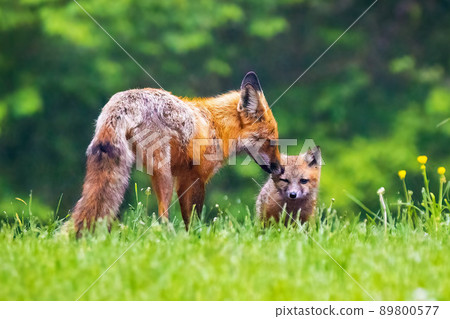 Cute brown mother fox grooming her baby pup in the forest Cute brown mother fox grooming her baby pup in the forest 89800577
