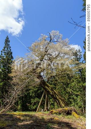 Old tree of Kasumizakura, Akita Prefecture 89800795