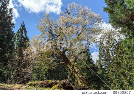 秋田縣霞櫻古樹 89800807