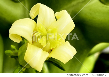 沖繩那霸市公園內盛開的木瓜花 沖繩那霸市公園內盛開的木瓜花 89800847