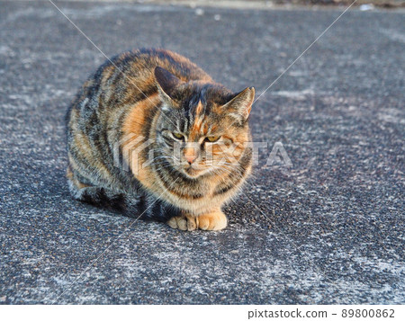 Kijitora貓坐在地上，看著你 89800862