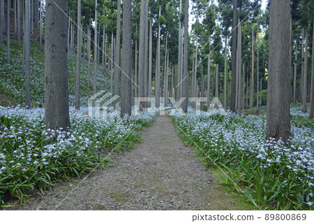 [京都府]綾部市Oitomi町Shaga Forest水源村 89800869