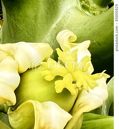沖繩那霸市公園內盛開的木瓜花 沖繩那霸市公園內盛開的木瓜花 89800929