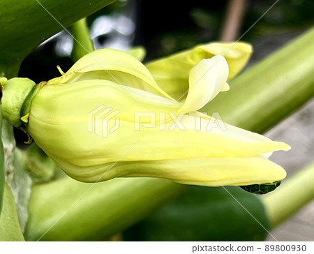 沖繩那霸市公園內盛開的木瓜花 89800930