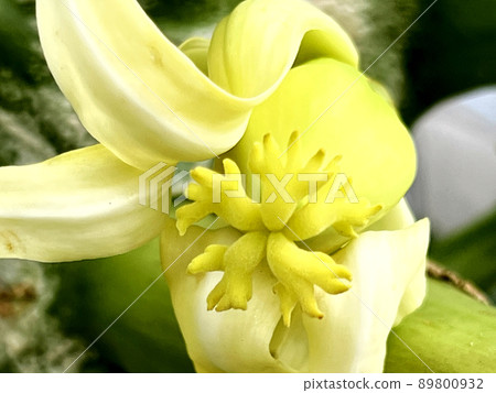 沖繩那霸市公園內盛開的木瓜花 沖繩那霸市公園內盛開的木瓜花 89800932