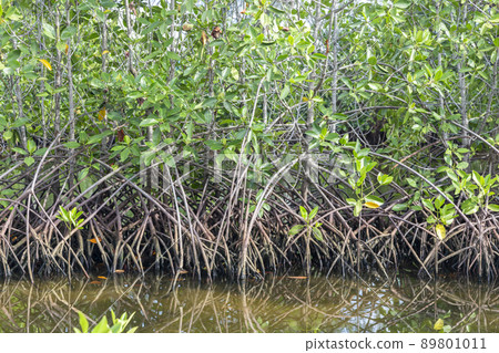 Mangrove tree roots grow up reflecting water. Mangrove tree roots grow up reflecting water. 89801011