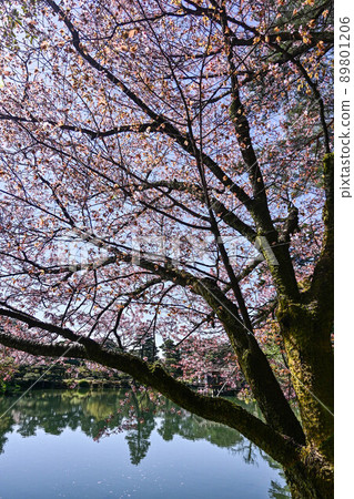 Kenrokuen with beautiful fresh green Kenrokuen with beautiful fresh green 89801206