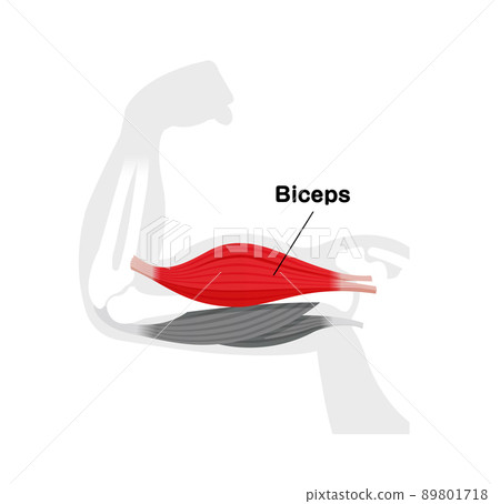 Upper arm muscle structure (biceps brachii) Illustrated vector illustration (English) 89801718