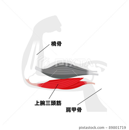 Upper arm muscle structure (triceps brachii) Illustrated vector illustration 89801719