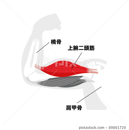 上臂肌肉結構（肱二頭肌）圖解矢量圖解 89801720