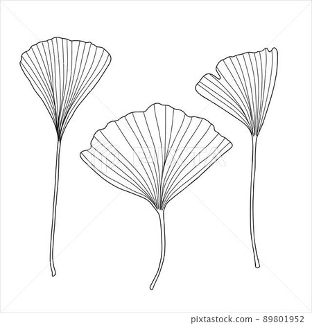 Fresh ginkgo leaves set black and white outline hand drawn vector illustration, floral medicinal organic detailed plant, Japanese cultural symbol, eco-friendly environment concept Fresh ginkgo leaves set black and white outline hand drawn vector illustration, floral medicinal organic detailed plant, Japanese cultural symbol, eco-friendly environment concept 89801952